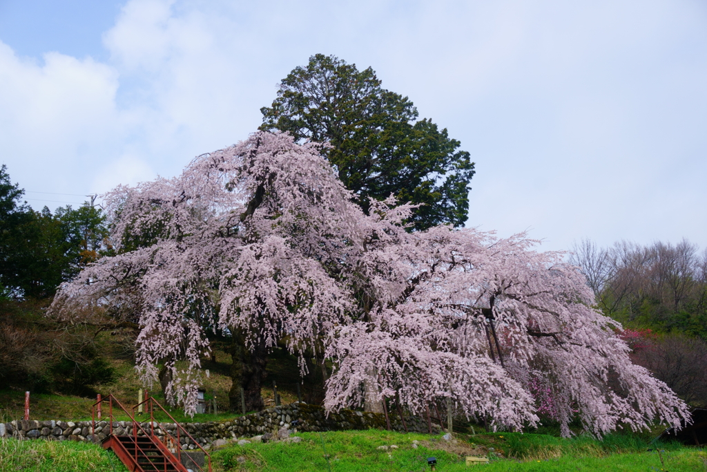 くよとの枝垂れ桜