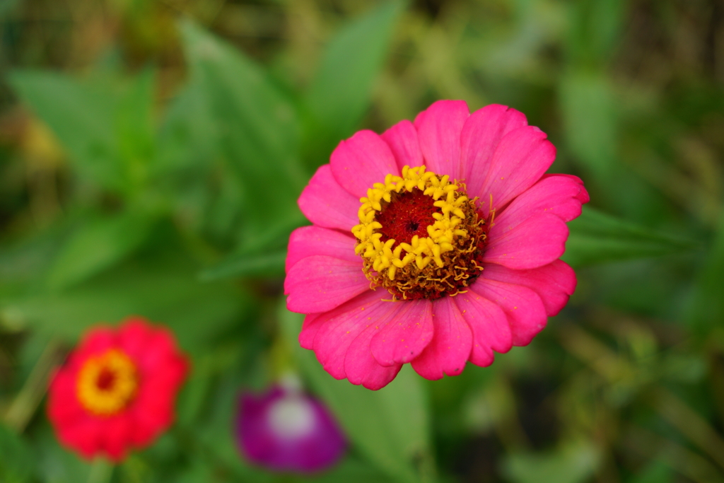 鮮やかな花