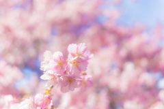 桜の咲く丘