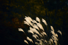 刹那の輝き・弐