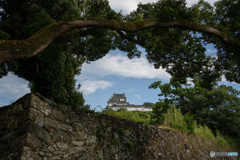 囲まれた和歌山城