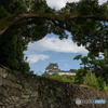 囲まれた和歌山城