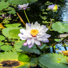 蓮の花
