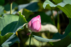 蓮の花