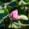 蓮の花