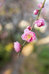 遅い開花