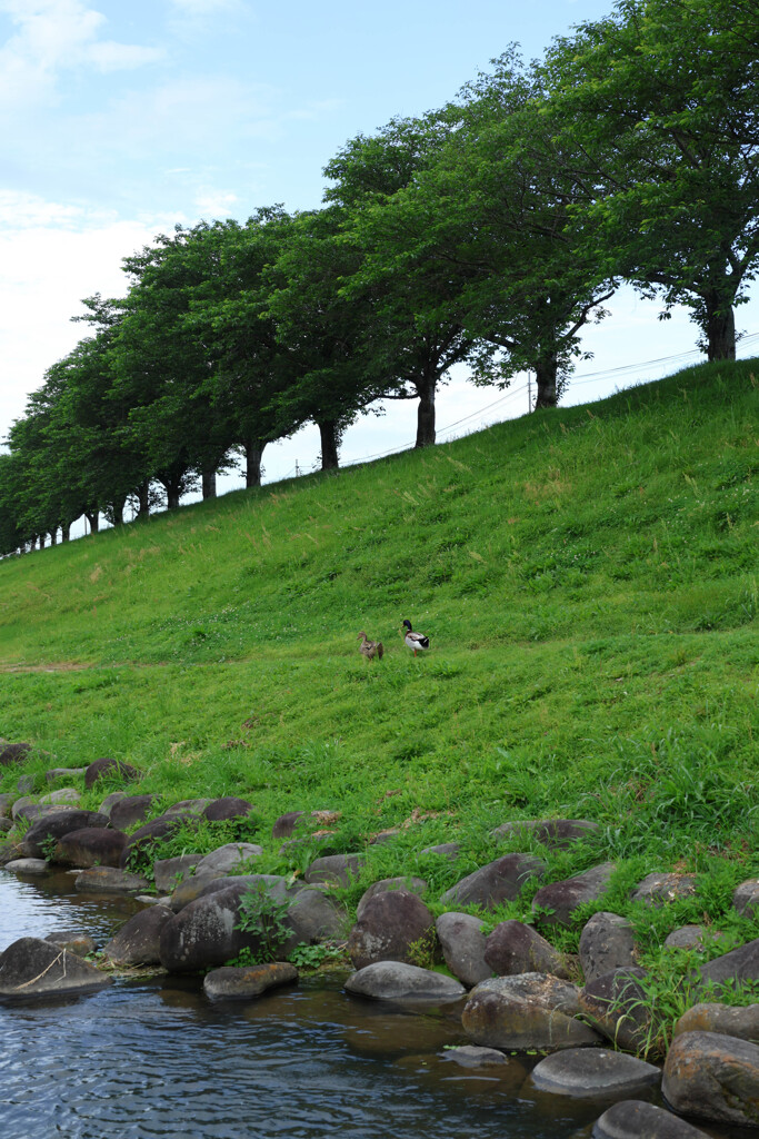 朝の散歩