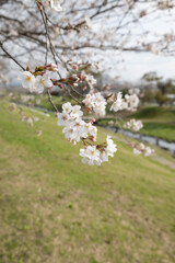 お花見