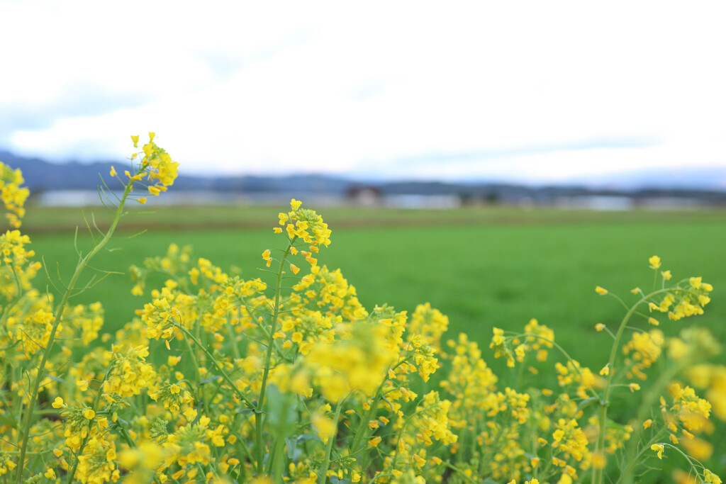 田舎の風景