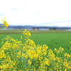 田舎の風景