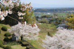 桜咲く丘