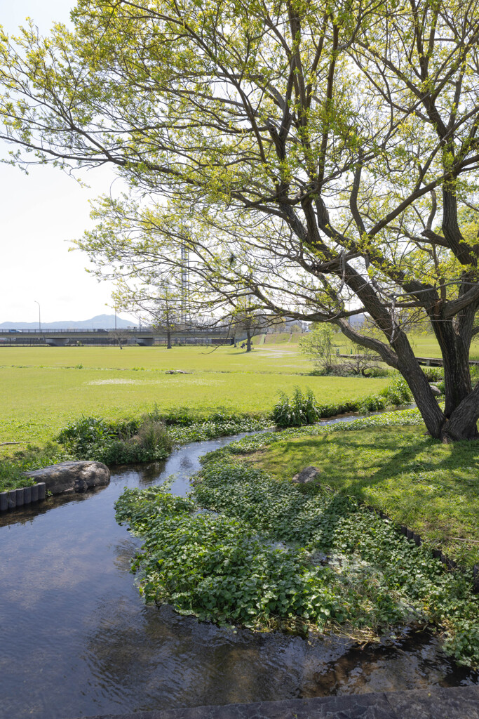 春の小川