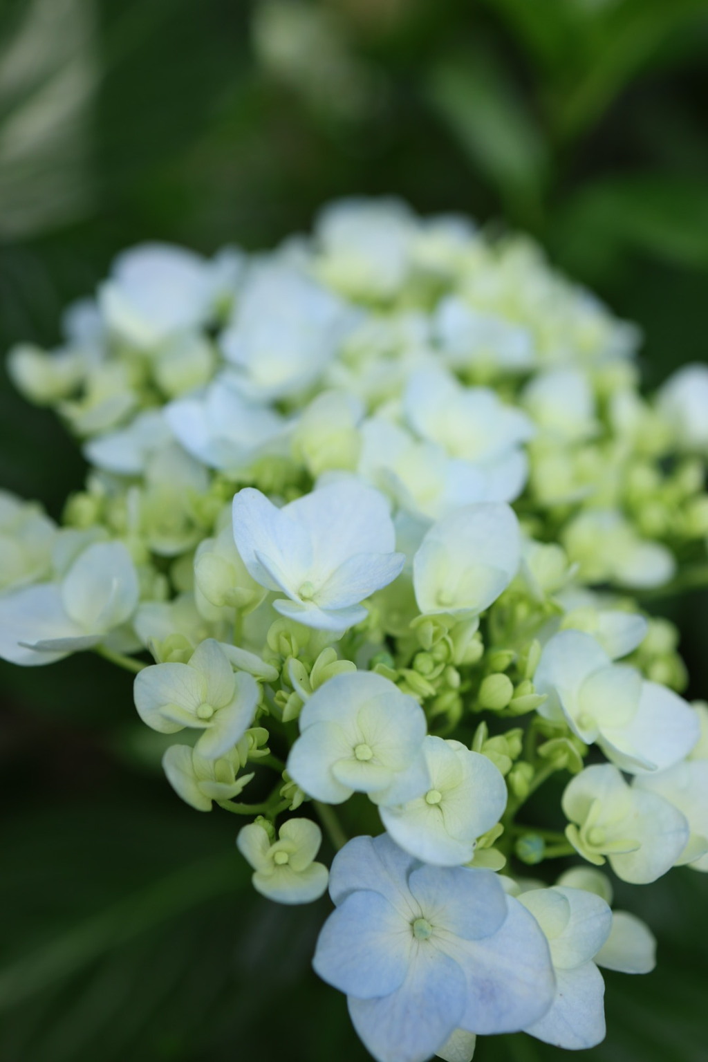 紫陽花