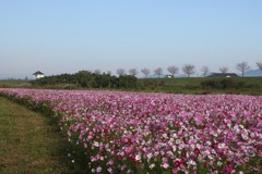 コスモスの河川敷