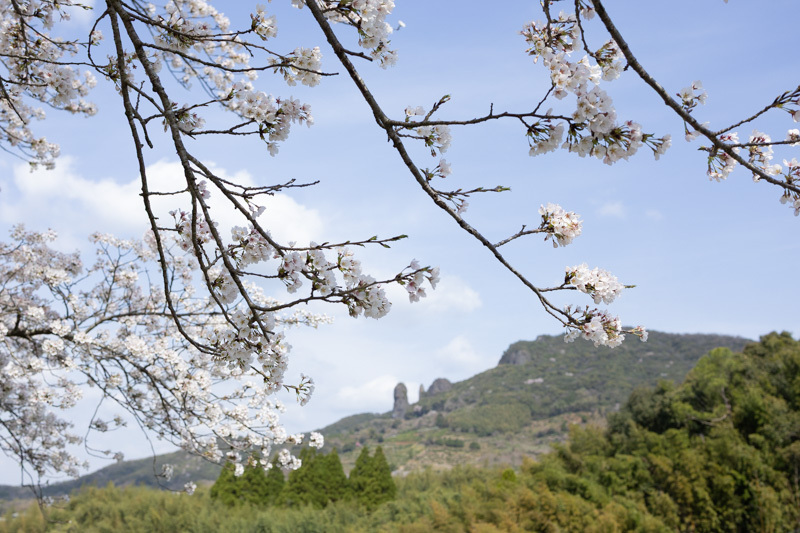 桜、咲く