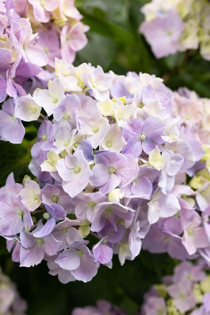 今日の紫陽花