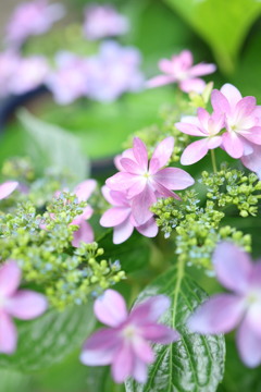 庭の紫陽花