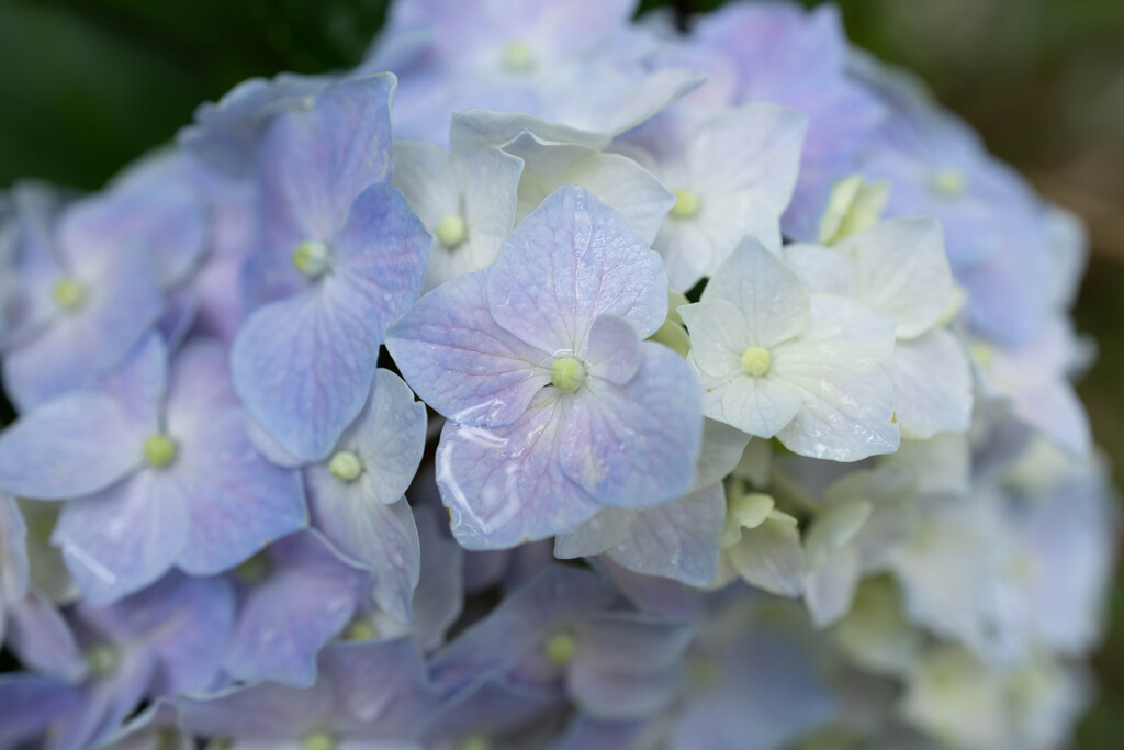 青の紫陽花