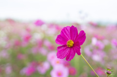 コスモス