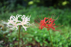 紅白