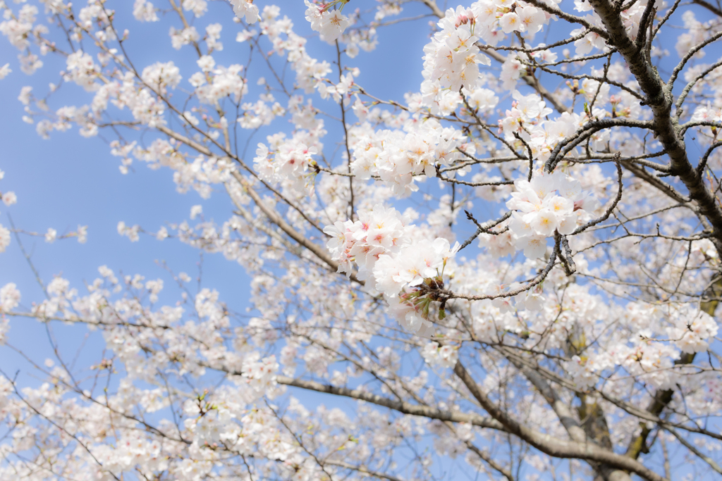 桜咲いたよ