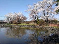 水面の桜（4月13日）