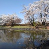 水面の桜（4月13日）