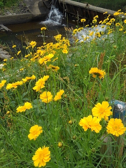 キバナコスモスと川の景色（5月24日）