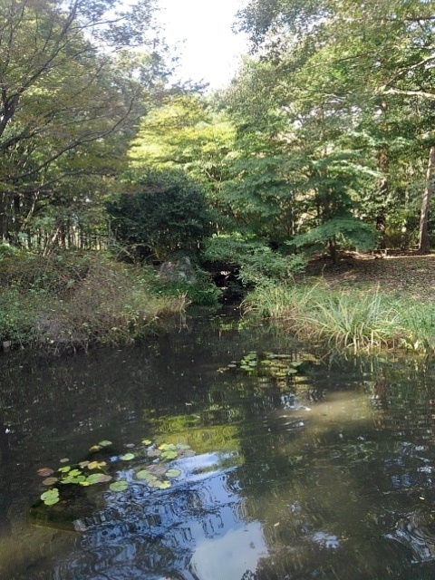 那須野が原公園の森の池（10月14日）