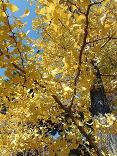 烏ヶ森公園のイチョウ（11月20日）