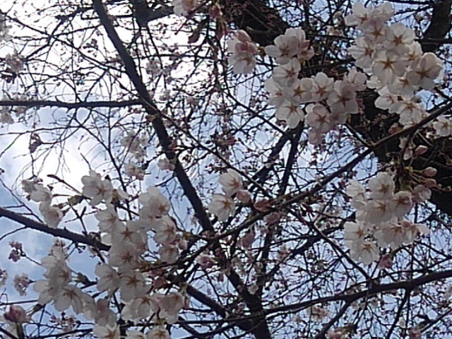 桜の花（4月6日）