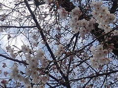 桜の花（4月6日）