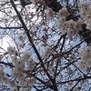 桜の花（4月6日）