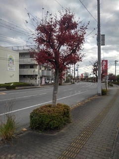 モミジの街路樹（12月1日）
