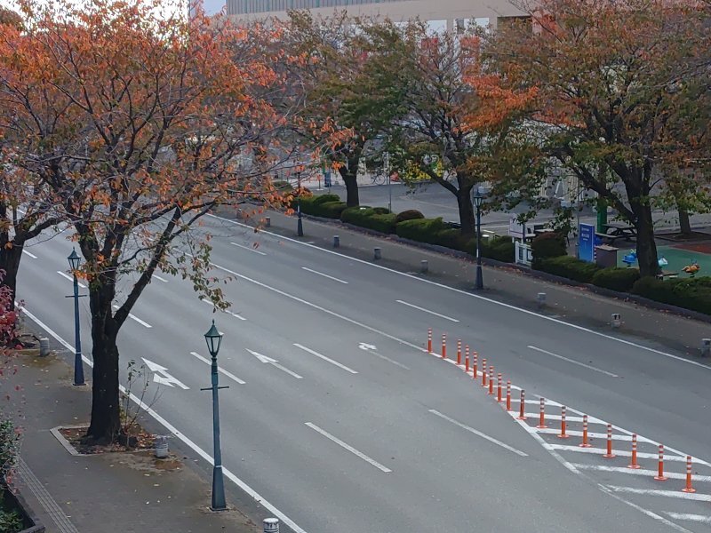ベルモールの道路と紅葉した街路樹の組み合わせ（11月7日）