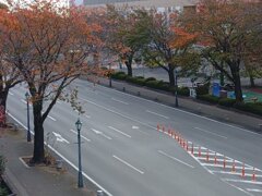 ベルモールの道路と紅葉した街路樹の組み合わせ（11月7日）