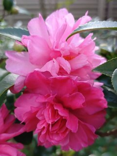 濃淡サザンカ（11月2日）