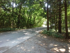 森の道路（6月15日）