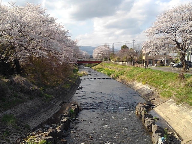 桜に挟まれた川（4月12日）