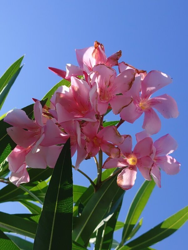 青空と似合うキョウチクトウの花（8月8日）