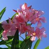 青空と似合うキョウチクトウの花（8月8日）