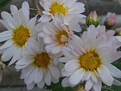 庭の小菊（11月4日）