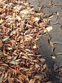 落ち葉（10月30日）