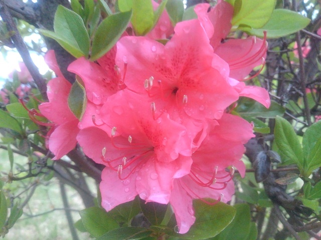 街のツツジの花（4月23日）