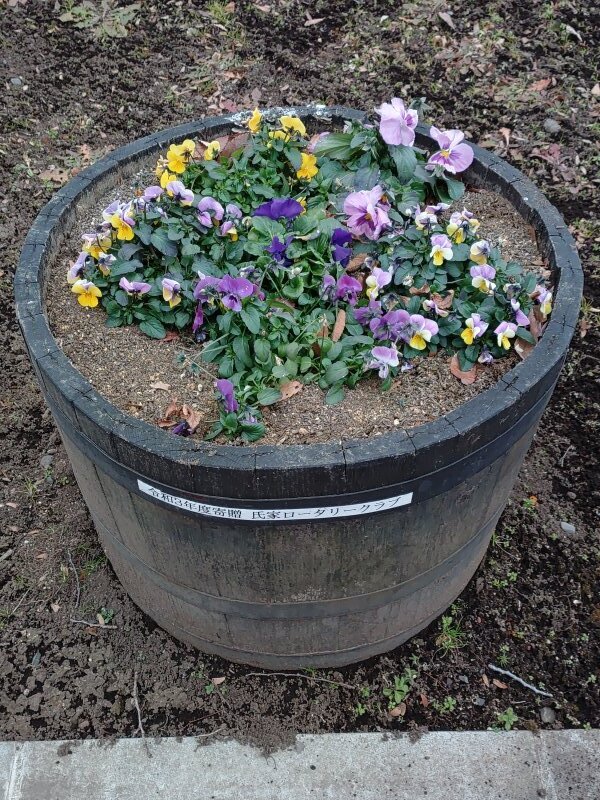 ゆうゆうパークの丘のプランター（1月2日）