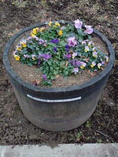 ゆうゆうパークの丘のプランター（1月2日）