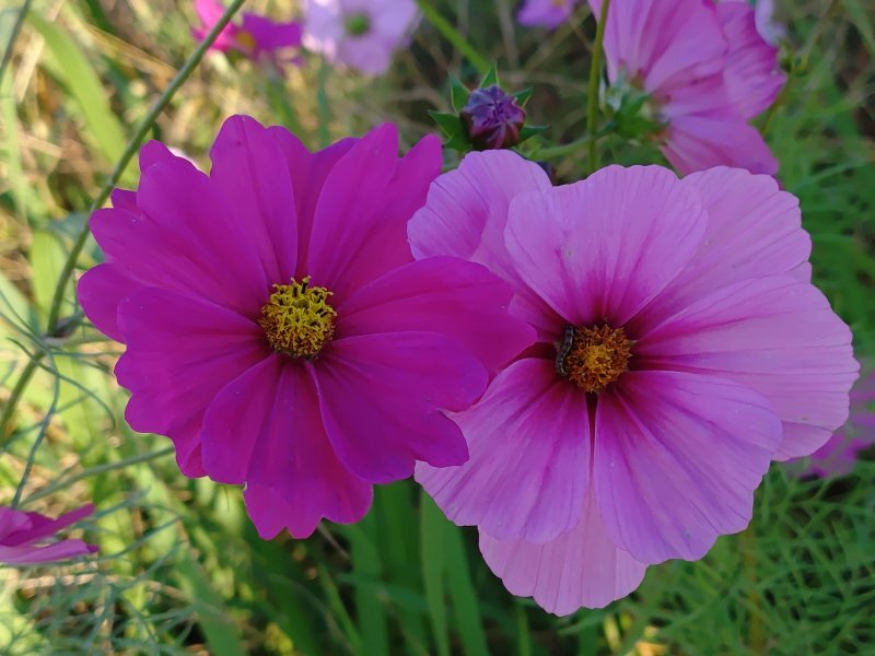 赤紫とピンクのコスモス（10月27日）