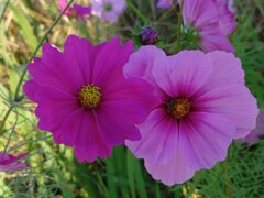 赤紫とピンクのコスモス(10月27日) 赤紫とピンクのコスモス(10月27日)