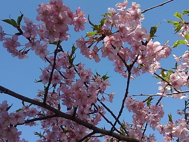 高台の桜（3月30日）