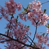 高台の桜（3月30日）